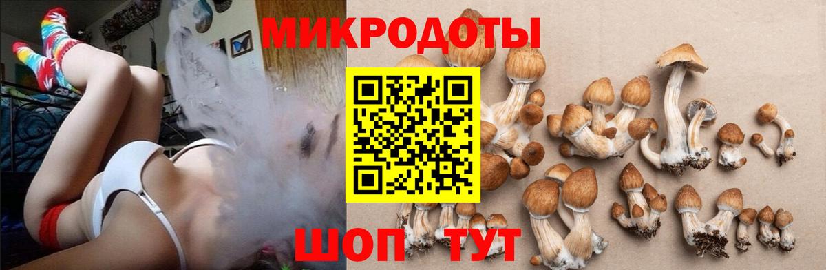 Псилоцибиновые грибы Psilocybe Шадринск